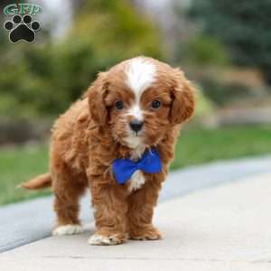 Archie, Cavapoo Puppy